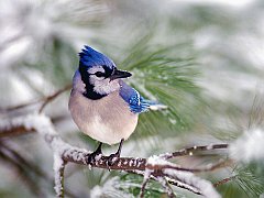 Blue Jay